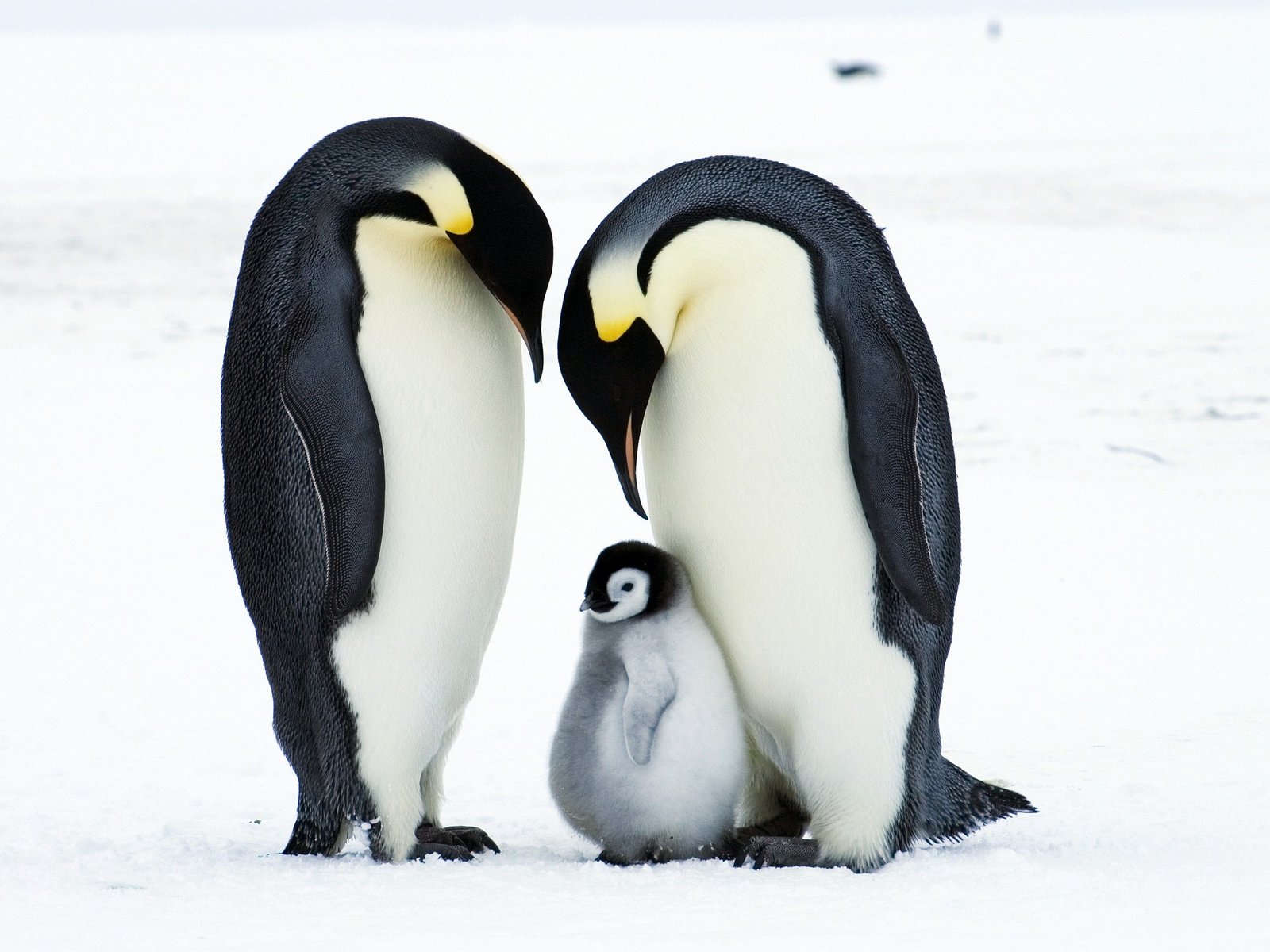 Un informe alertó que el pingüino emperador y el lobo fino antártico están en peligro por el cambio climático