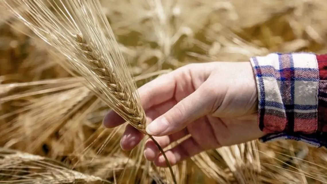 Alerta por el trigo: precios en alza, menor producción global y efecto sobre la siembra argentina