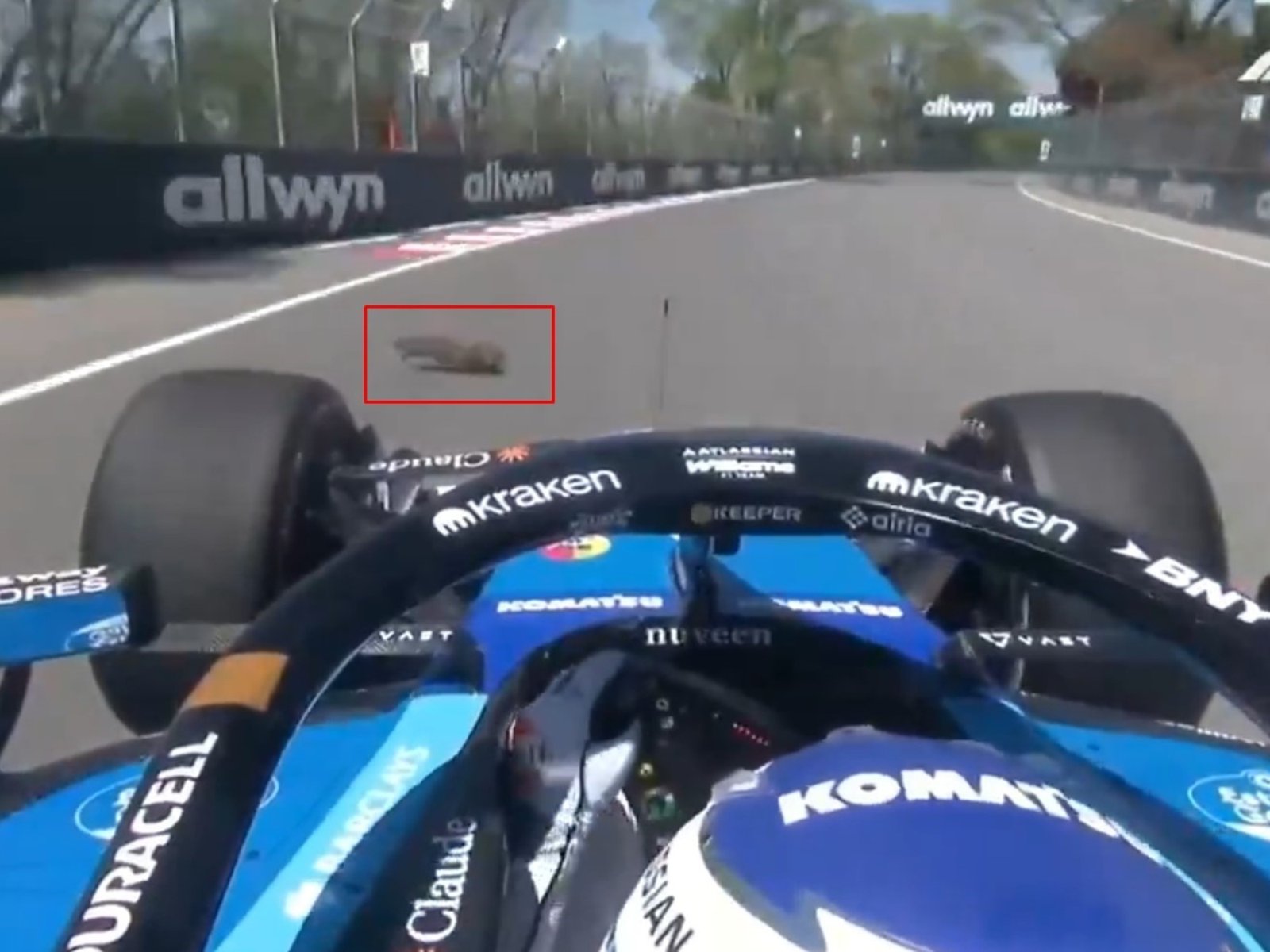 Alex Albon atropelló una marmota en el GP de Canadá, destrozó parte de su Williams y no pudo correr la qualy del sprint