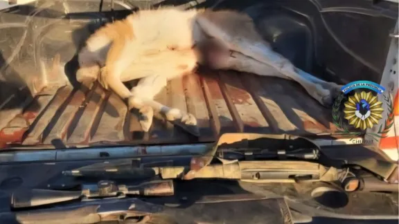 Cazaban sin autorización en Gualjaina y fueron detenidos con un guanaco faenado