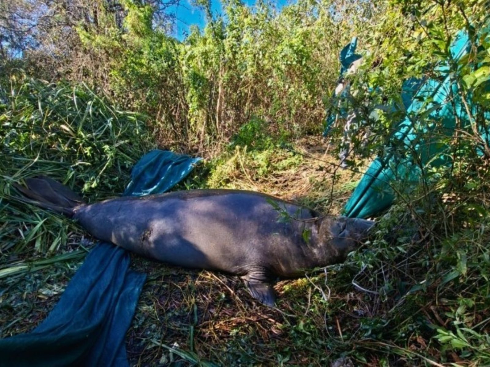 Devolvieron al mar al elefante marino que habían encontrado en una calle de Ensenada