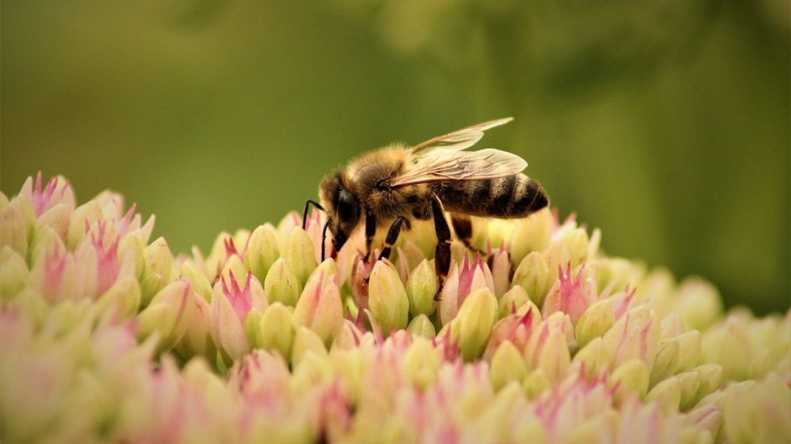 Día Mundial de las Abejas 2026: por qué la ONU alerta por su extinción
