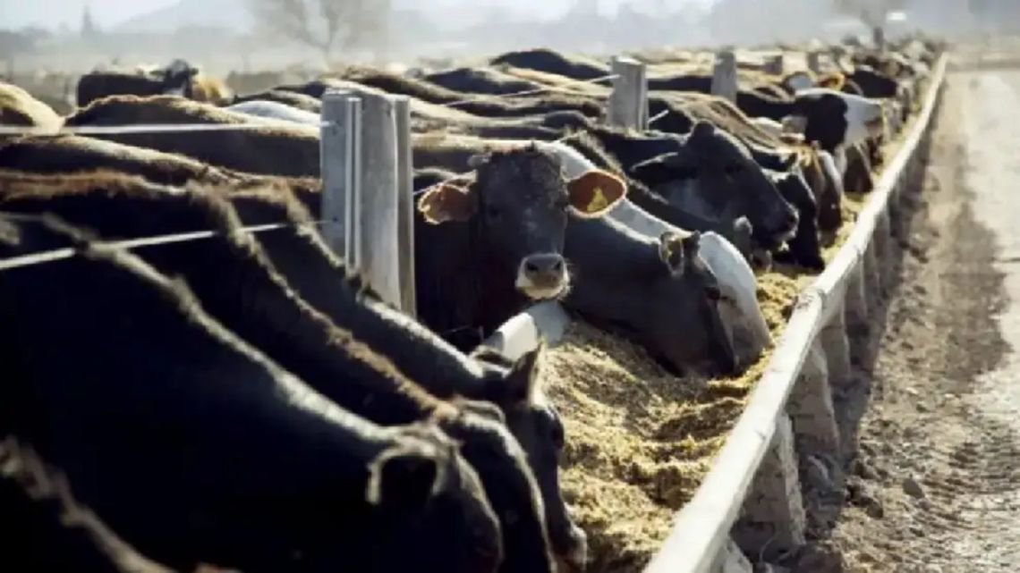 Disconformidad con las exigencias de la UE: “Quieren venir a comprar carne, compren con los estándares nuestros”