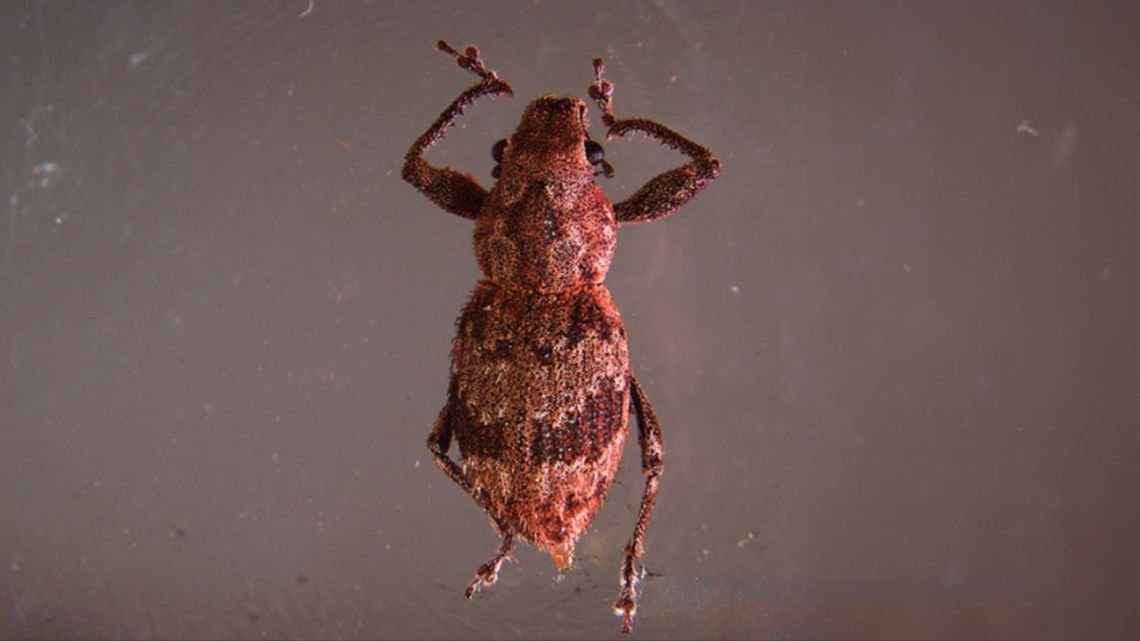 El Conicet descubrió el mecanismo bacteriano que activa la reproducción asexual de gorgojos Naupactini
