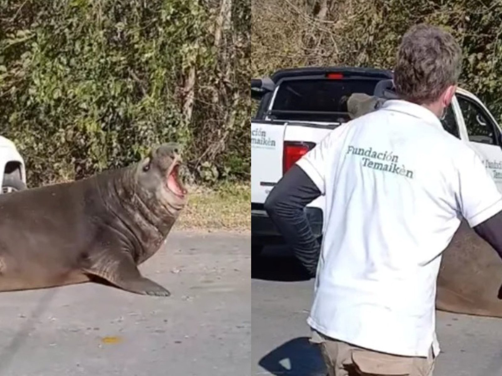 Un elefante marino cortó una calle en Ensenada y causó conmoción entre los vecinos