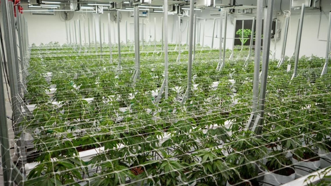 Una empresa chaqueña exportará cannabis medicinal a Nueva Zelanda y proyecta nuevos mercados en Europa y Canadá