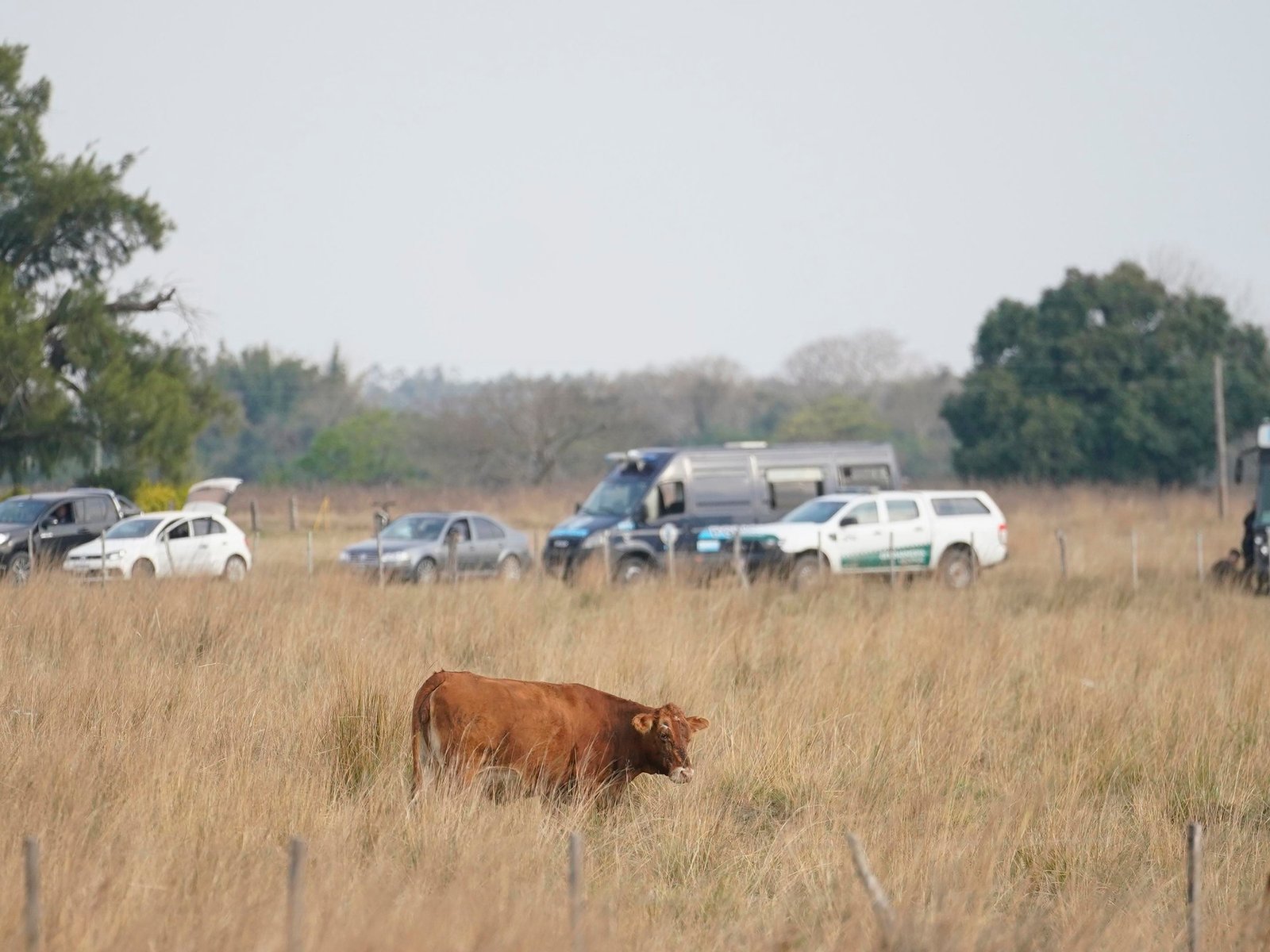 la conclusión que arrojó la inspección ocular de seis horas que hicieron en el campo donde desapareció el nene