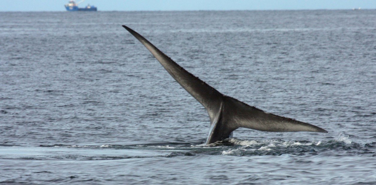 por primera vez se registró a corta distancia una ballena azul en el Golfo San Jorge