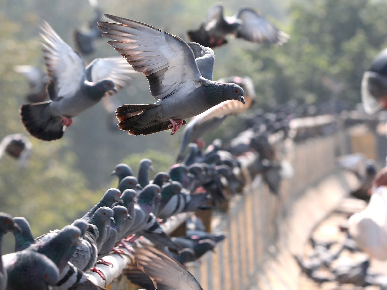 un estudio reveló que las palomas se orientan y encuentran el camino de regreso gracias a su hígado