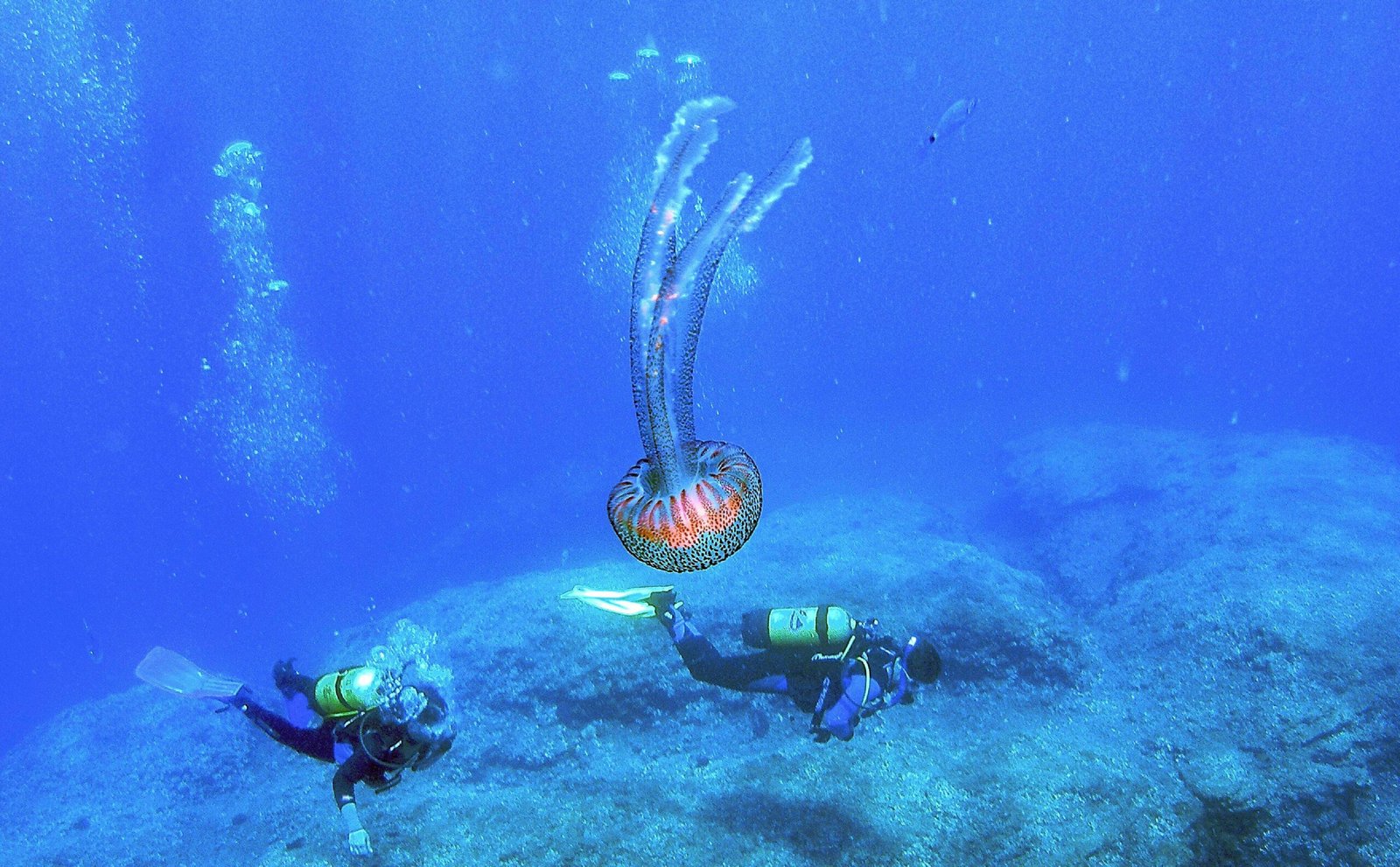 Una medusa en una playa mediterránea, en una imagen de archivo.