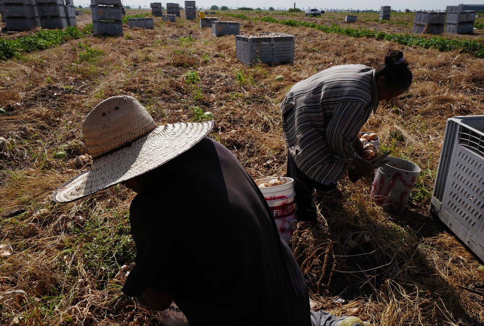 Envenenados en los campos del Valle del Río Grande: el Parkinson avanza en el corazón agrícola de Texas