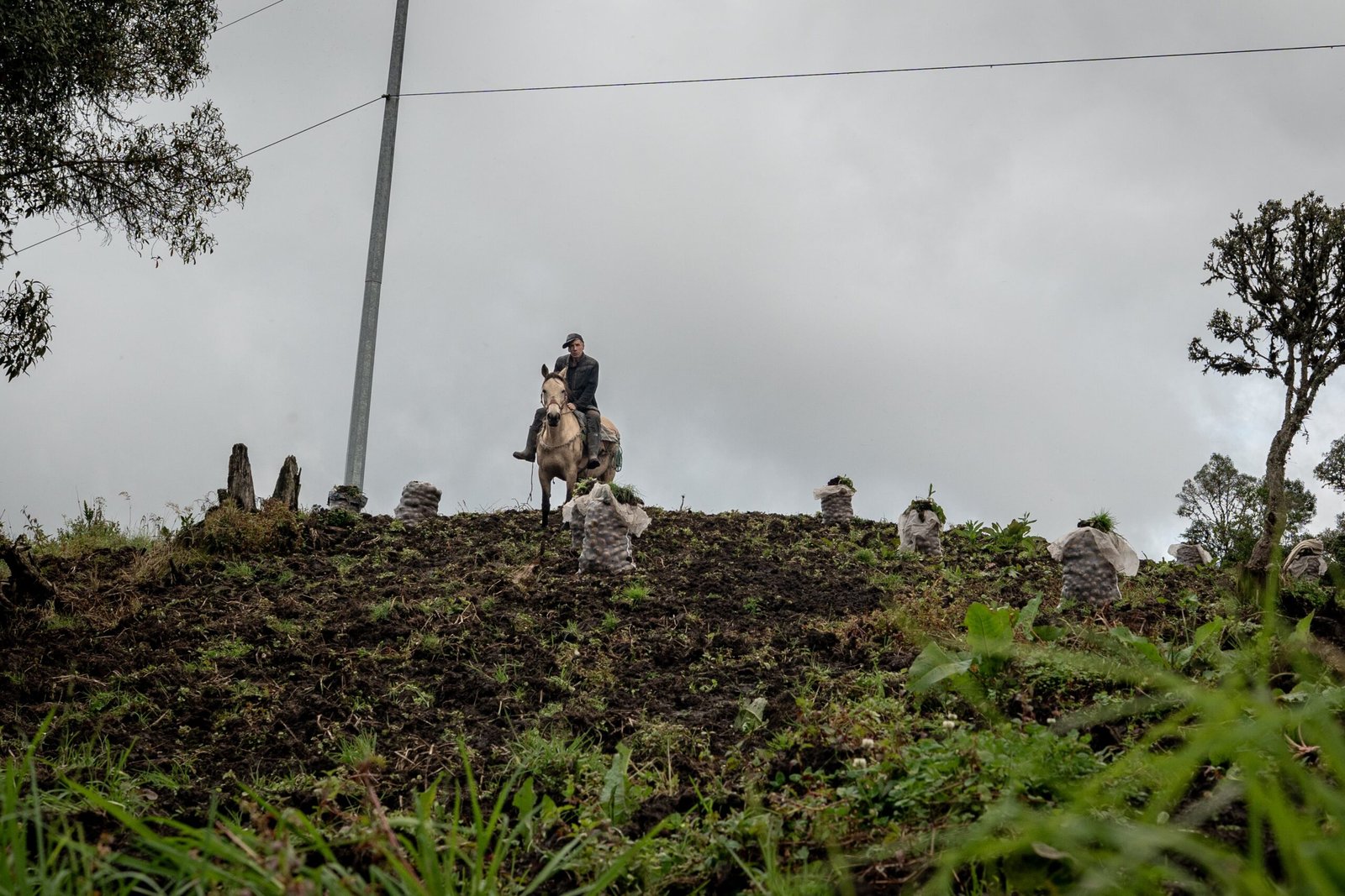 Un campesino recorre un cultivo en el municipio de Gutiérrez, el 2 de junio.