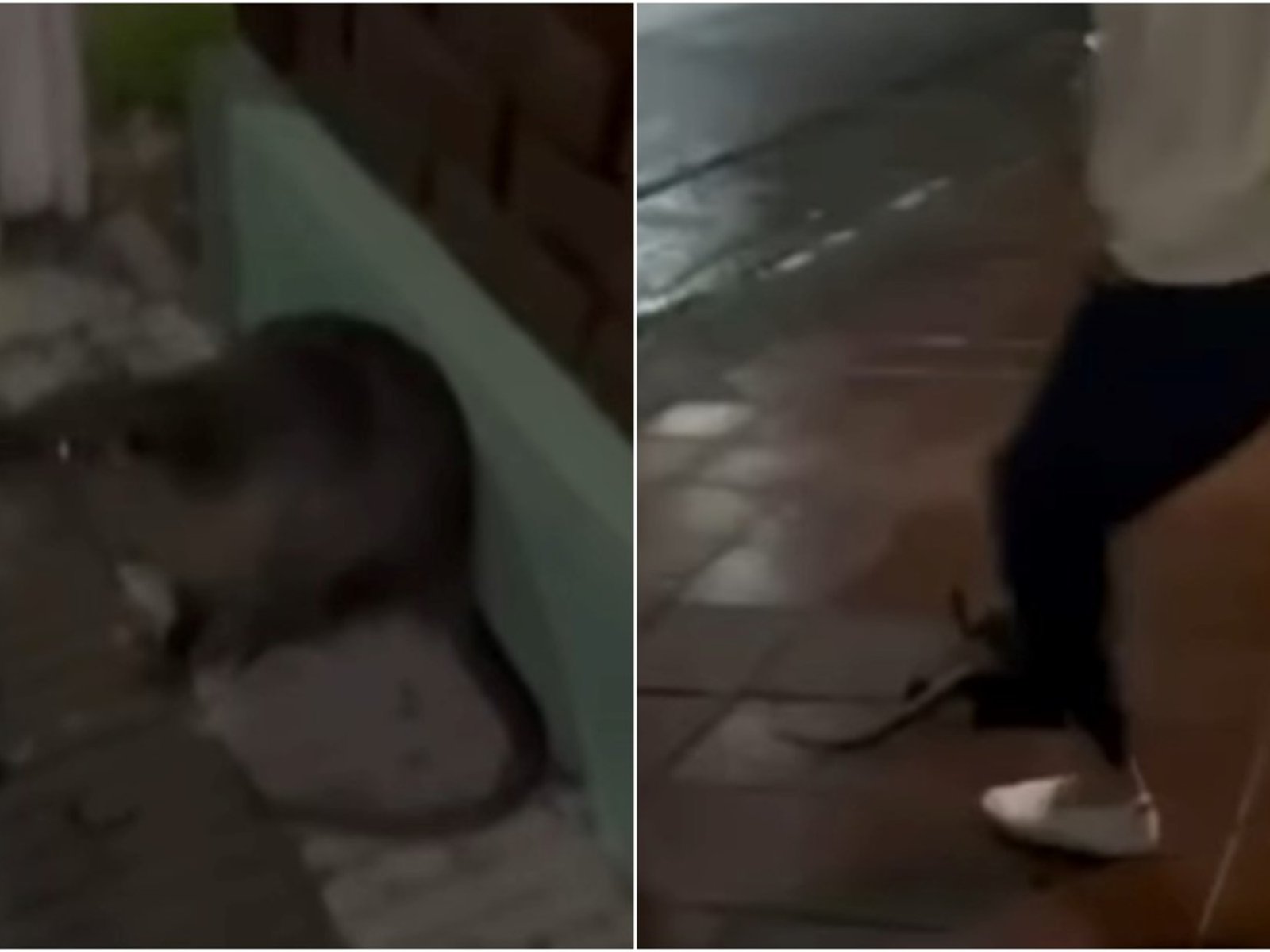 Los jóvenes que mataron a un coipo en Bahía Blanca y lo filmaron dicen que recibieron amenazas