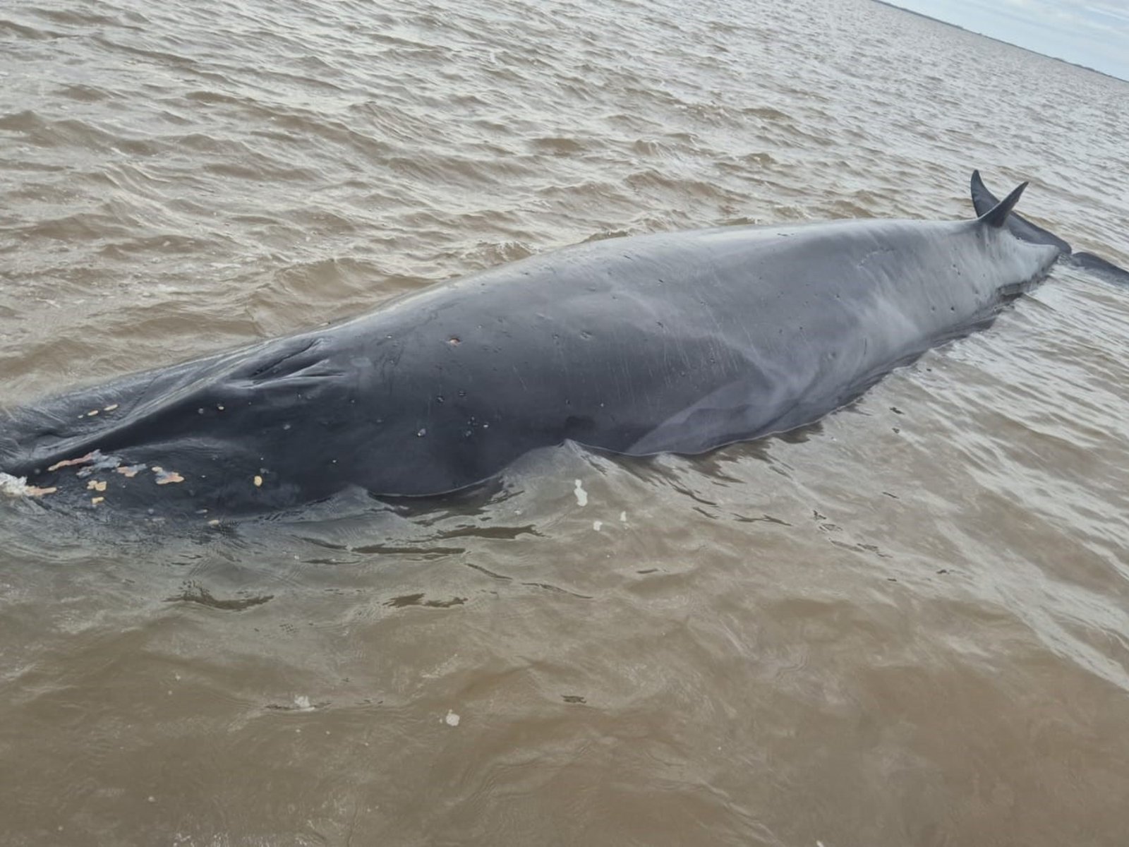 Alerta en San Isidro por una ballena que quedó varada en pleno Río de la Plata
