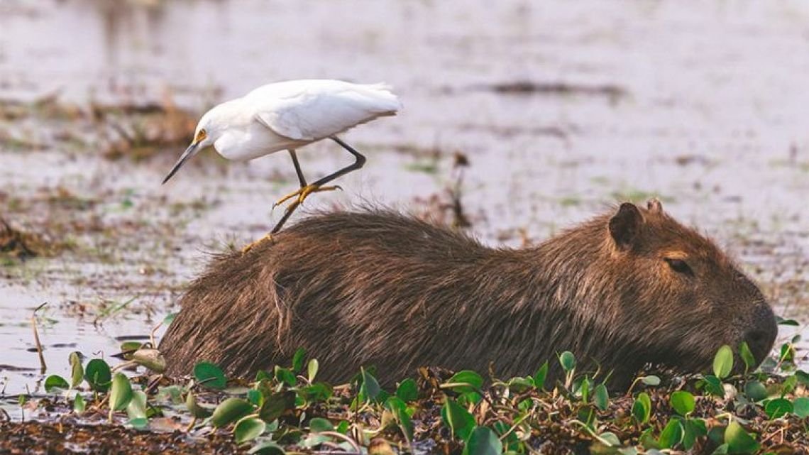 Corrientes proyecta ocupación récord de la mano de la fe y el Iberá