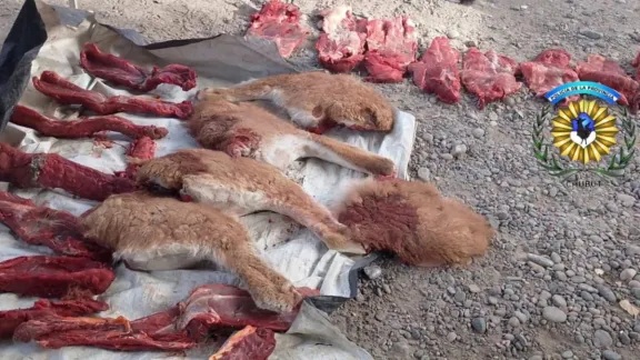Detuvieron a dos hombres tras una persecución por transportar carne de guanaco faenada ilegalmente