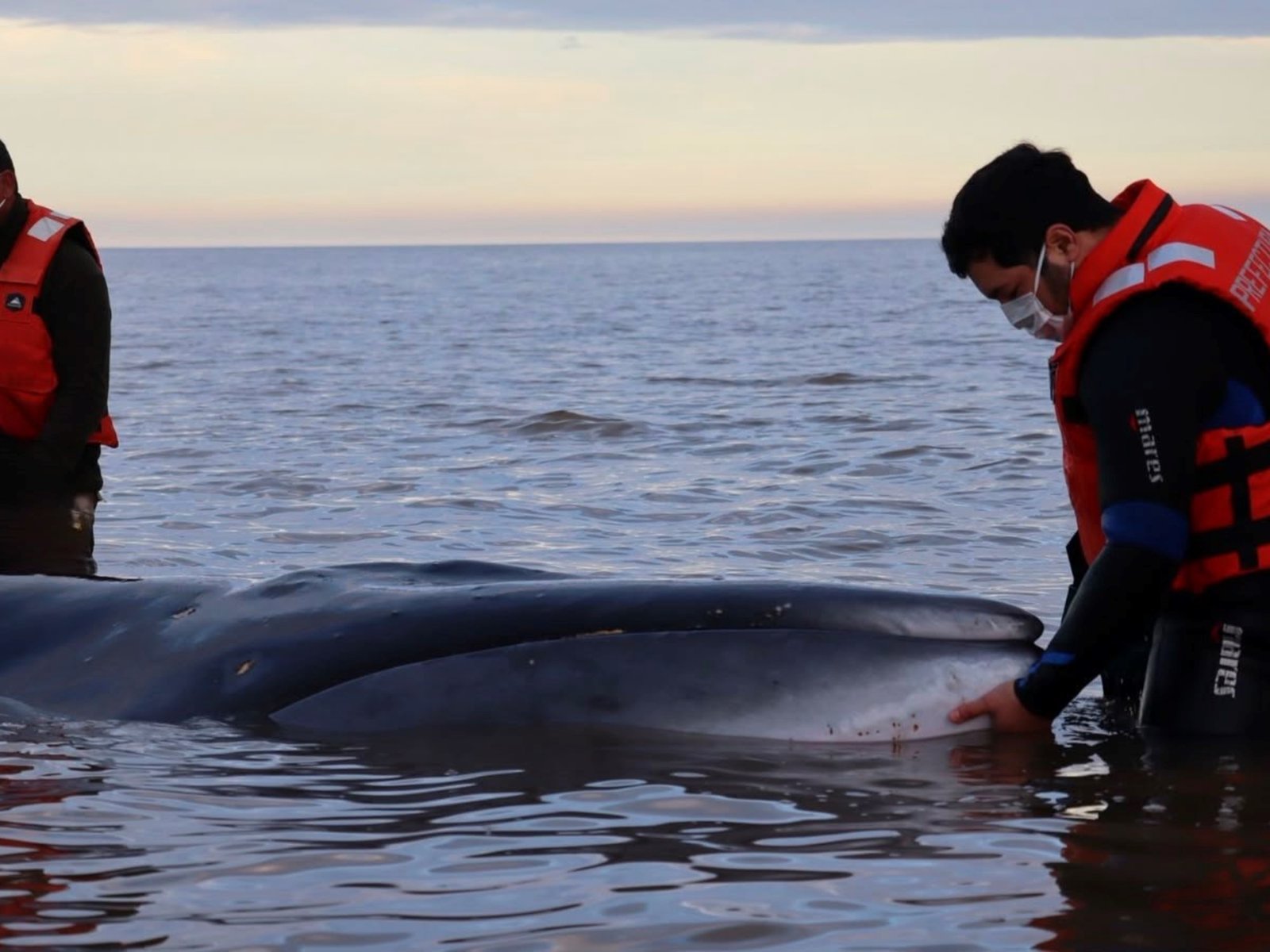 Murió la ballena que había quedado varada en la costa de San Isidro: por qué preveían que el rescate sería difícil