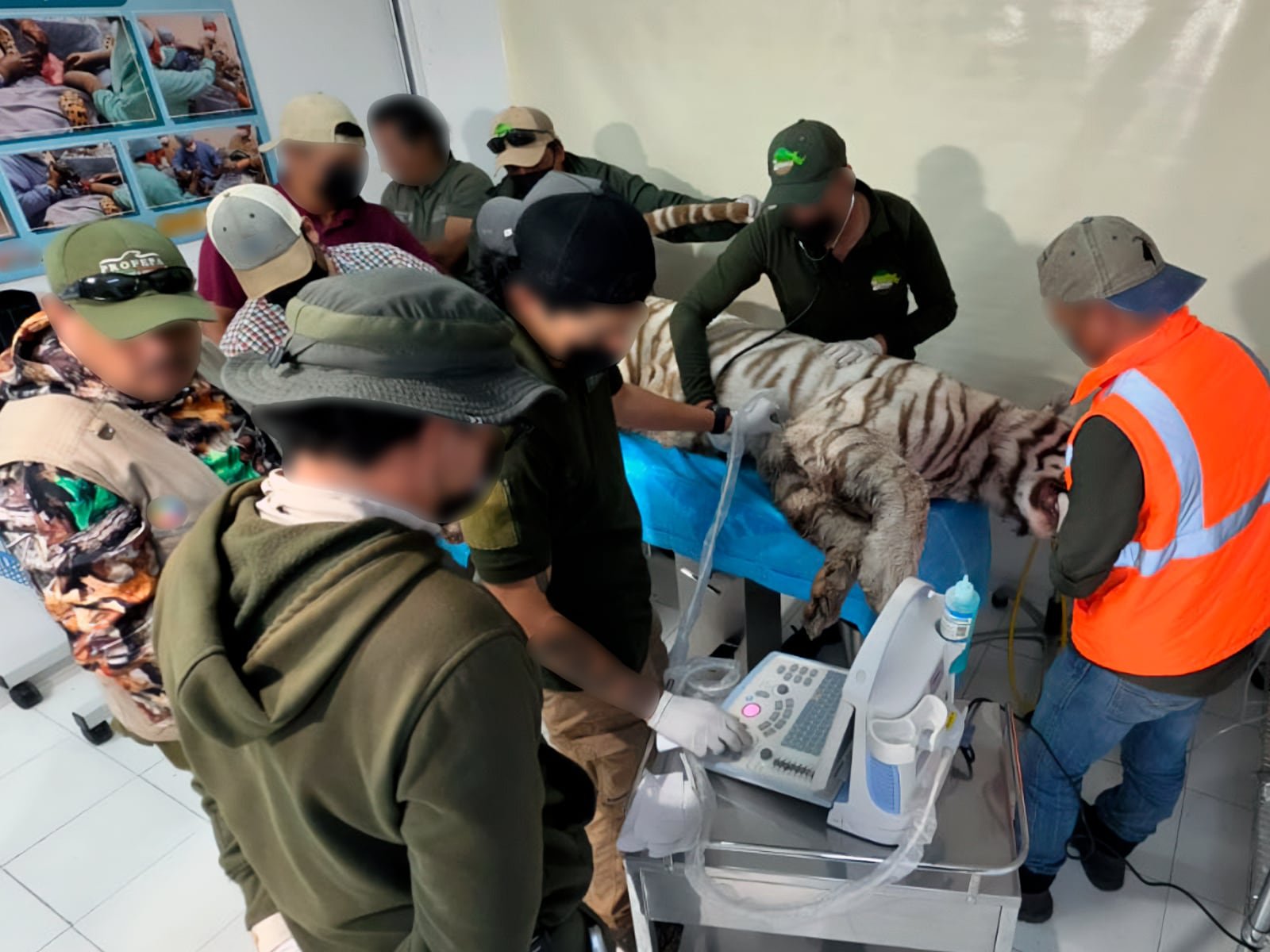 Un tigre de bengala anda suelto: así fue el fallido rescate con vida de Kenzo en el Estado de México