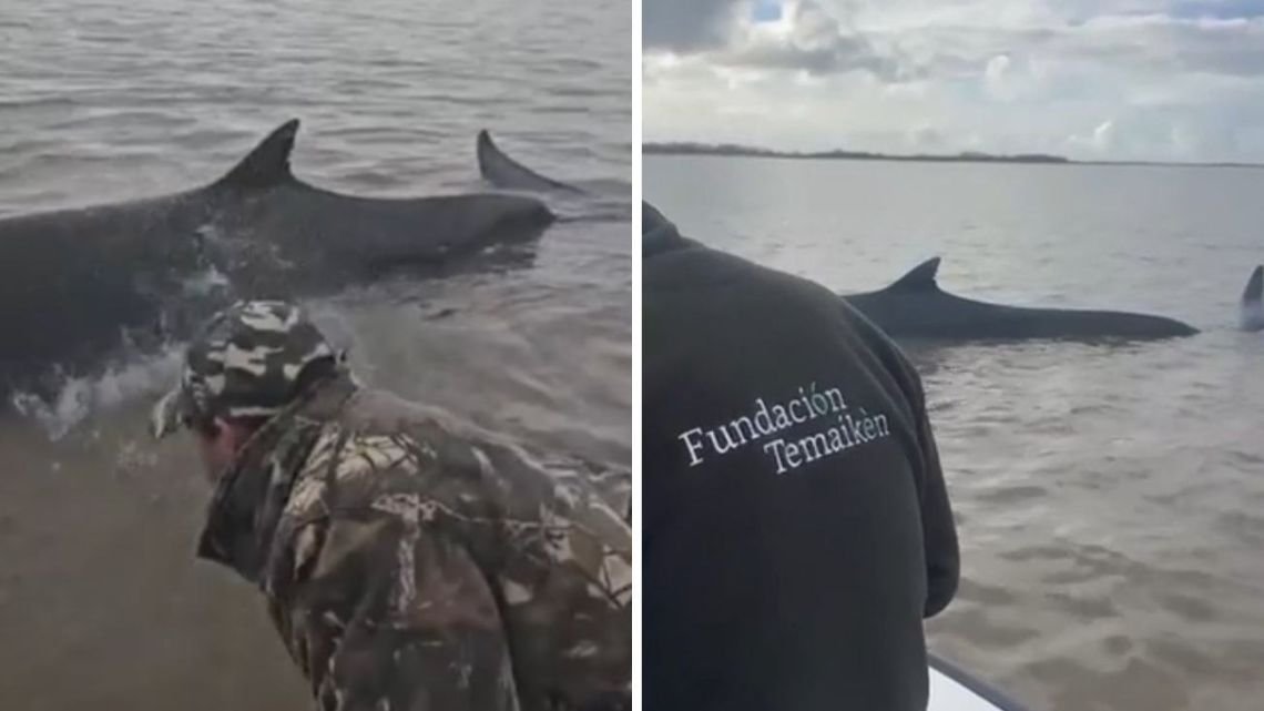 Una enorme ballena encalló en San Isidro, pero Temaikén y Prefectura trabajan para ayudarla