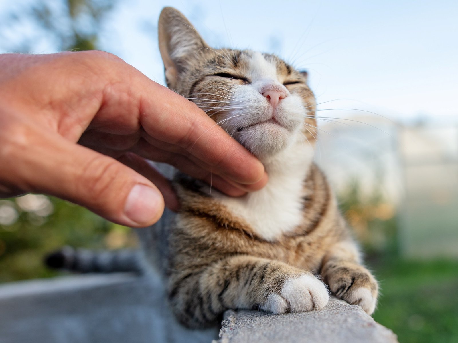 Descubren que el pis de gato tiene un olor tan fuerte debido a una habilidad que sorprende a los científicos