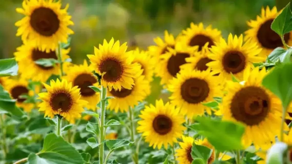 El campo aportó u$s 28.165 millones en el primer semestre: las razones que llevaron al girasol a ser la sorpresa