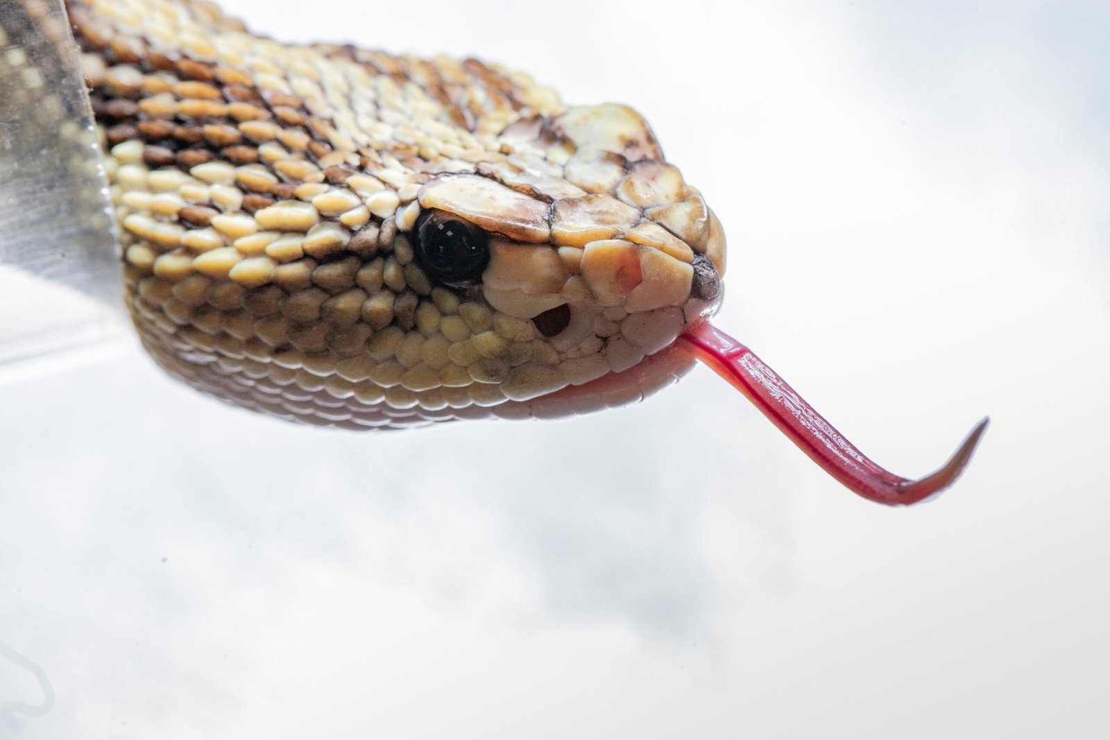 El laboratorio mexicano que busca optimizar los antídotos para las mordeduras de serpientes