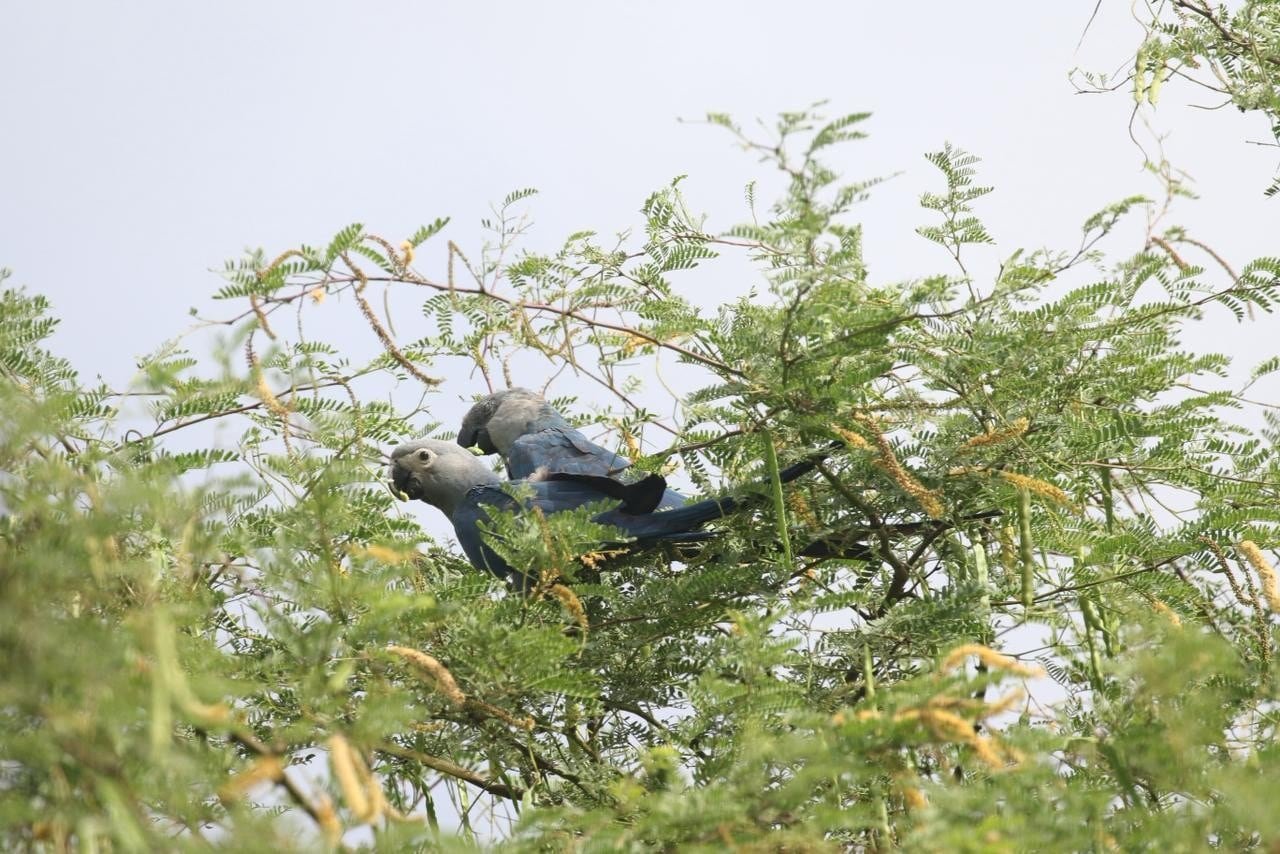 Entra el guacamayo azul, sale el águila harpía: así se hace la lista de especies en peligro en Brasil, el país con más biodiversidad del mundo
