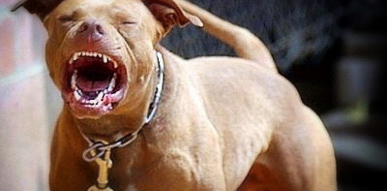 Imputaron por homicidio culposo a dos personas por la muerte de un niño de 3 años que fue atacado por un pitbull