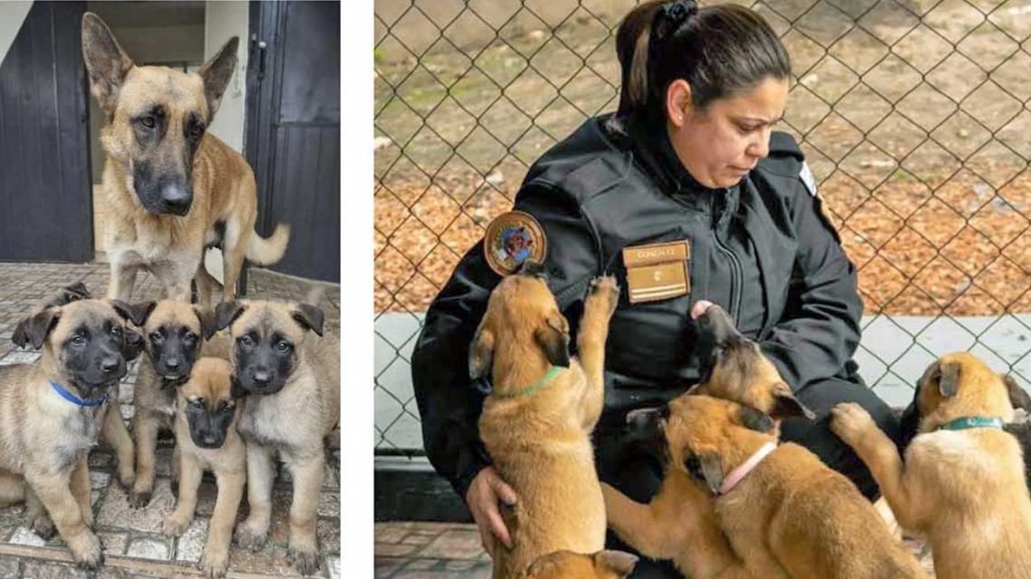 La Policía de la Ciudad abrió su primer centro de crianza y adiestramiento canino en Palermo
