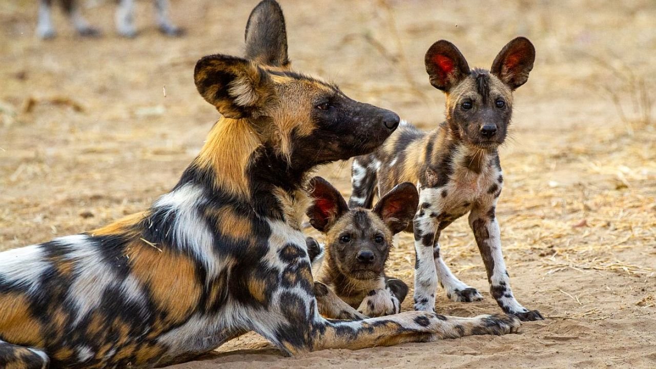 Madres animales de la sabana: un documental muestra la lucha por la supervivencia en el corazón de África