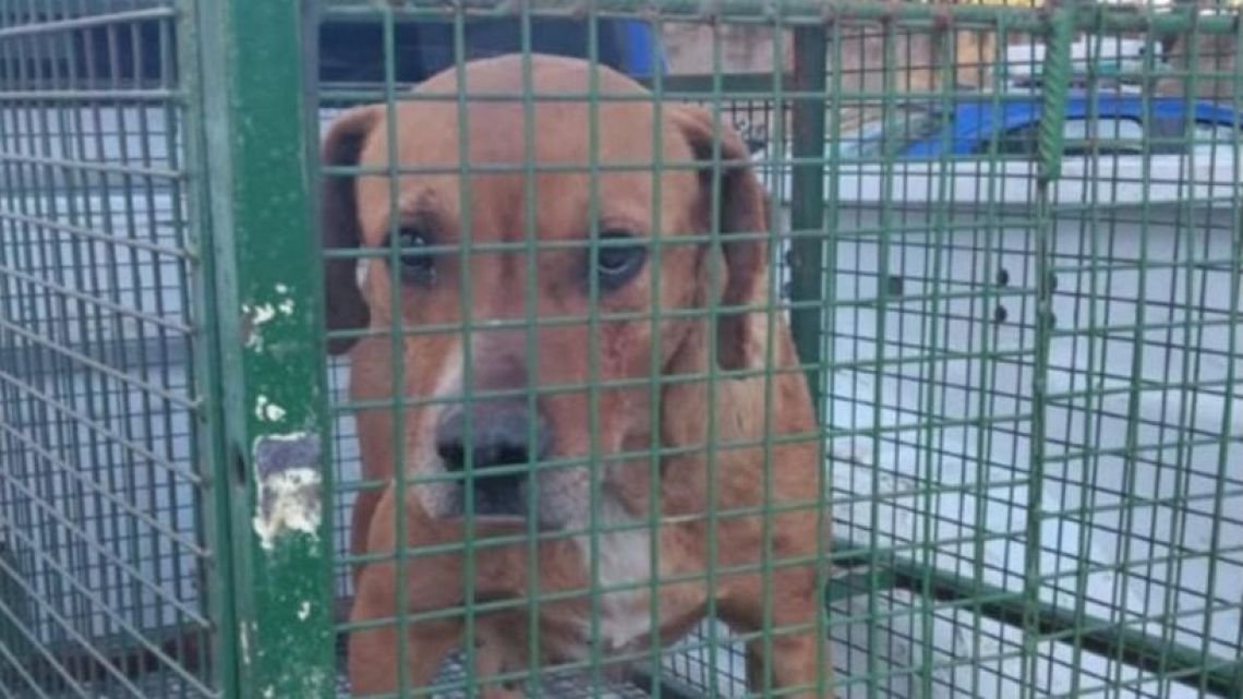 “Si un animal se convierte en un riesgo, pasa a ser un problema de salud pública”: qué sucederá con el perro que mató a Salvador
