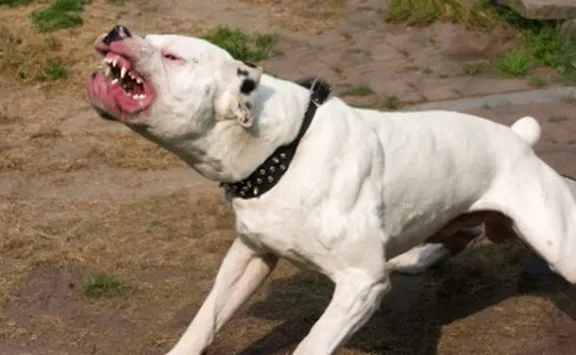 Trelew: dos dogos atacaron a un hombre en plena calle y lo mandaron al hospital