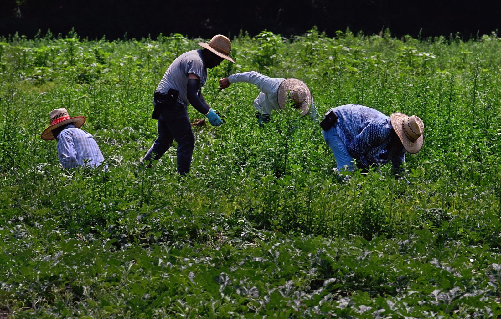 Un juez da un revés al Gobierno de Trump por imponer salarios de hambre a campesinos con visado temporal