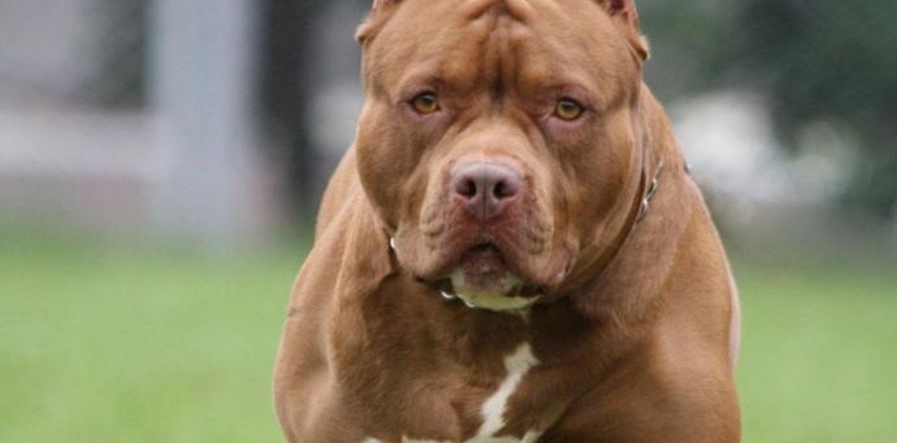 Un perro pitbull mató a una bebé de 4 meses en Pablo Nogués