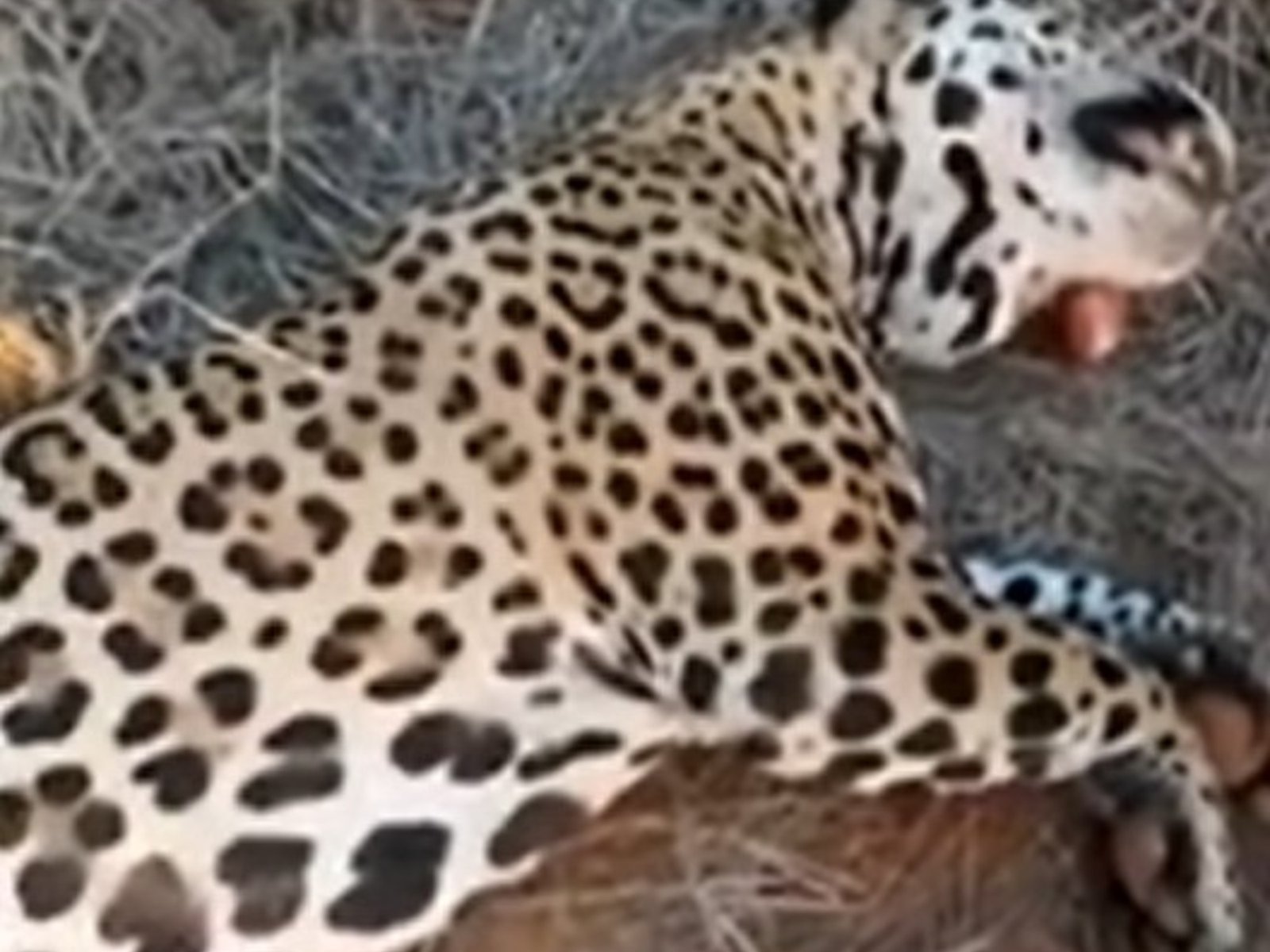 armas, fotos y un cuero de puma en el freezer