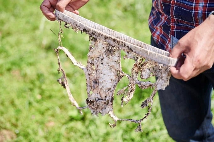 Calzoncillos enterrados para medir la salud del suelo y cucarachas ‘lecheras’: los Ig Nobel premian los estudios más insólitos del año