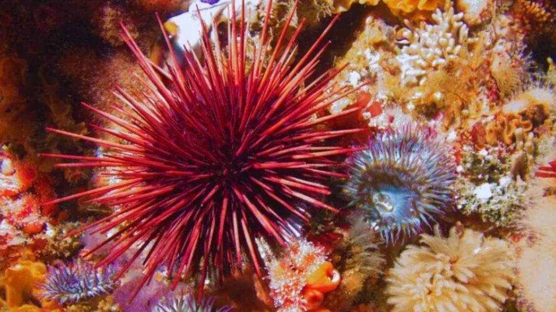 El mar podría ayudar a cuidar nuestro cerebro