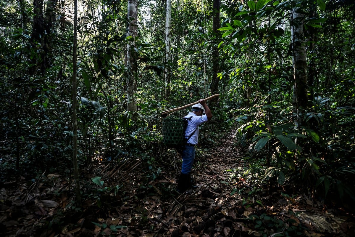 La Amazonia peruana empieza a experimentar cómo hacer negocios mientras mantiene sus bosques en pie | América Futura