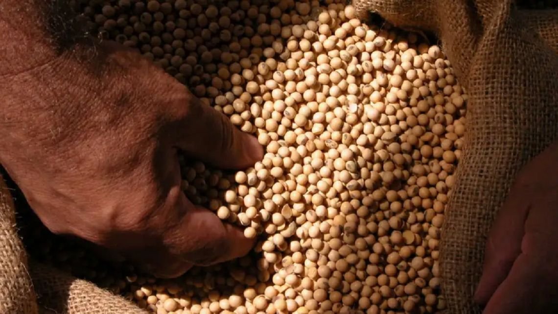 Ley de semillas: productores y semilleras buscan un acuerdo mientras continúa la discusión por el uso propio