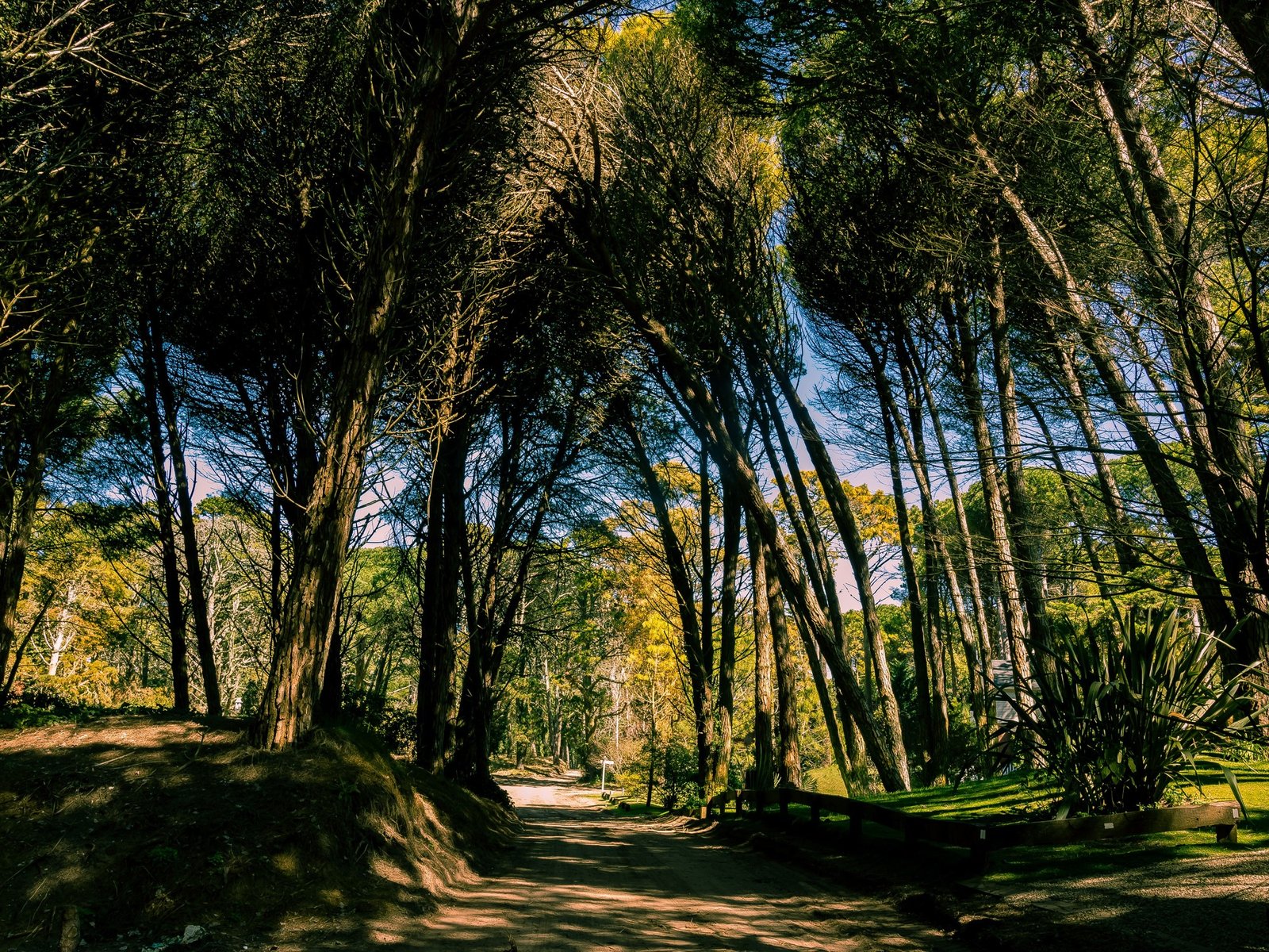 Qué es un "Baño de bosque" y por qué puede ayudar a la salud física y mental