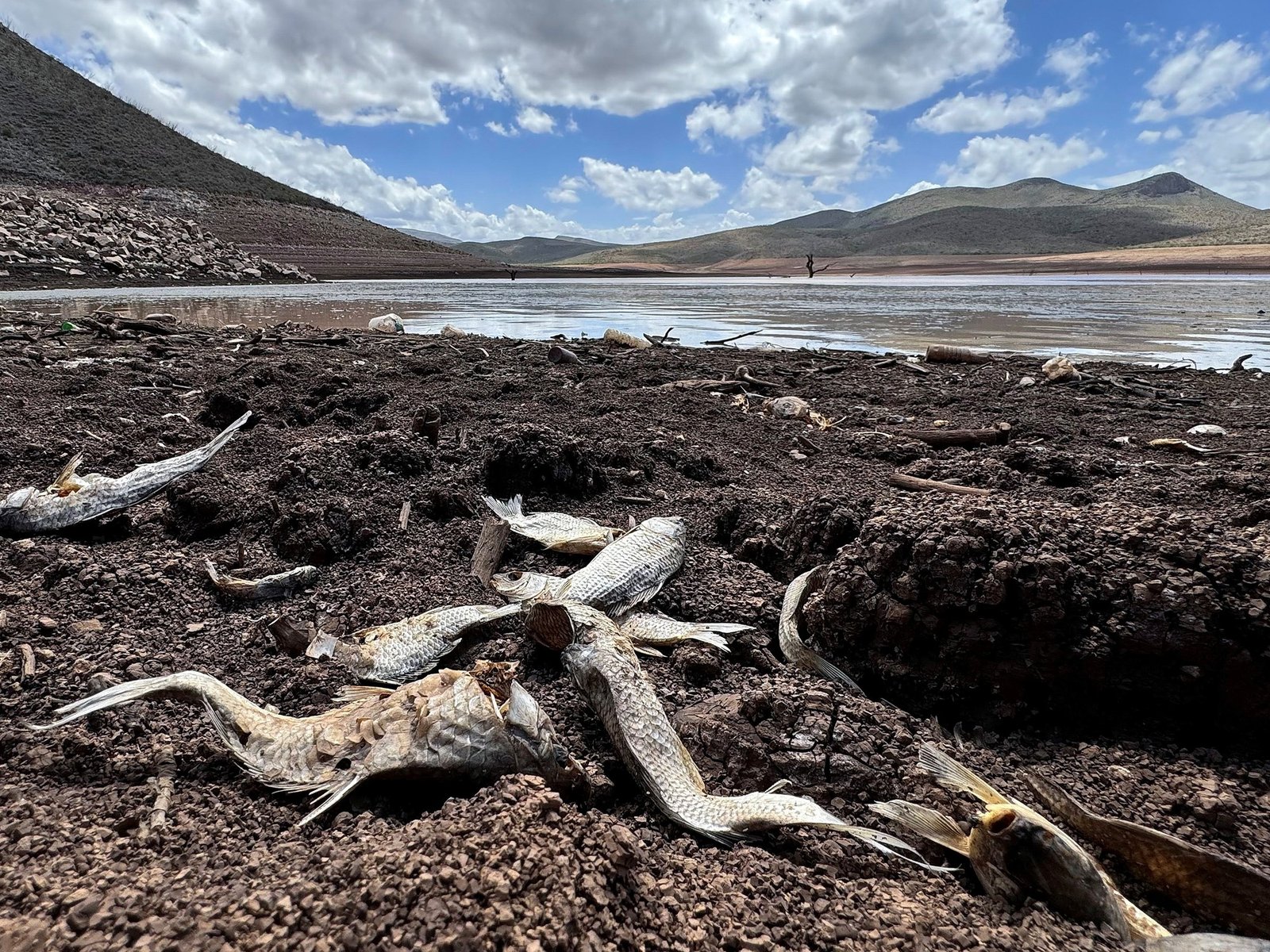 más de 16 millones de personas podrían sufrir escasez de alimentos en Latinoamérica por efecto de este fenómeno