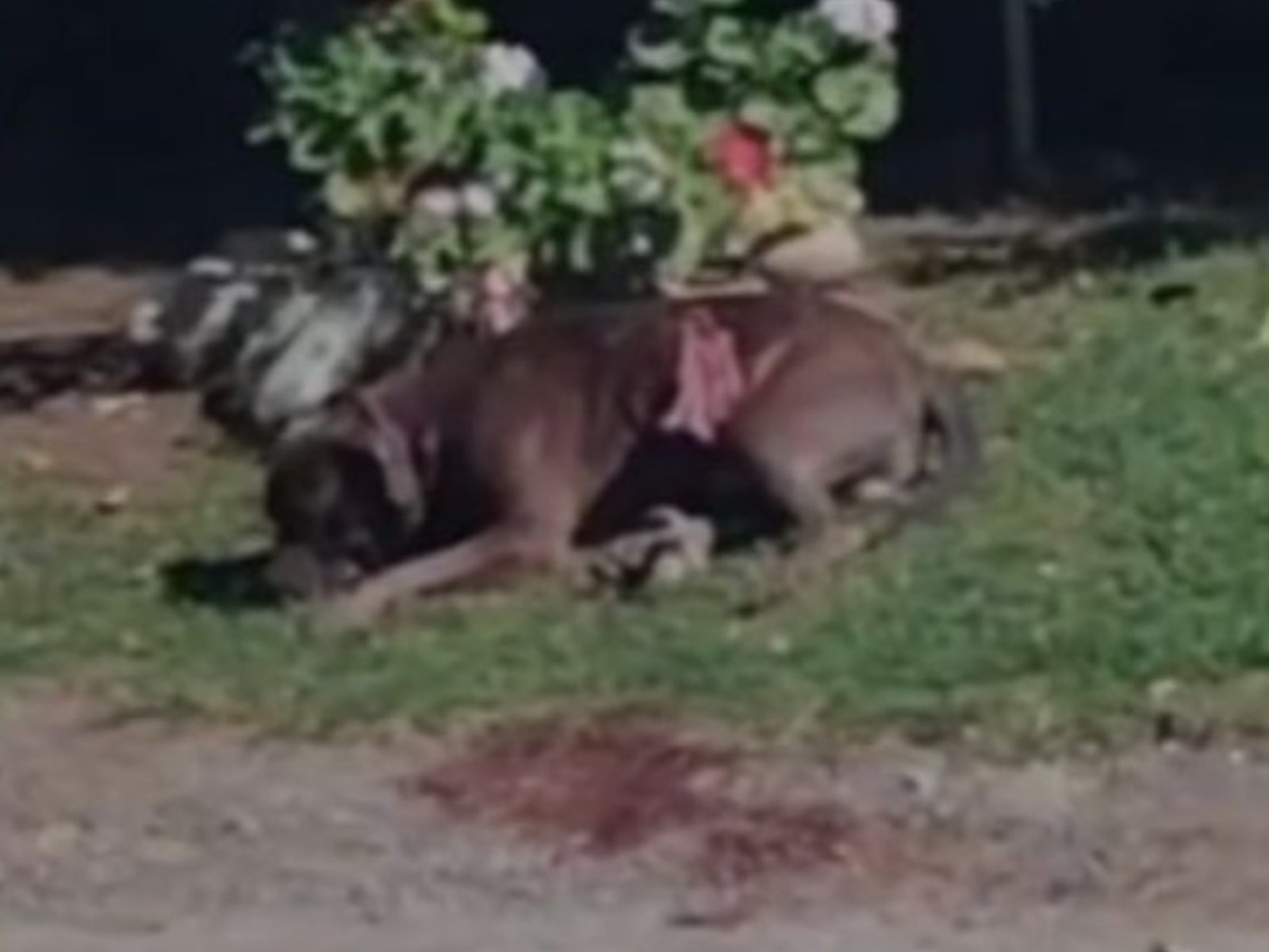 un pitbull mordió a una jubilada de 82 años y los vecinos tuvieron que apuñalar al perro para rescatarla