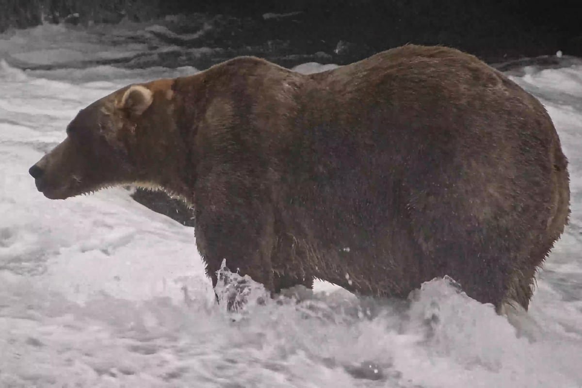 ‘Backpack’ se corona como el oso más gordo de Alaska | Clima y Medio Ambiente