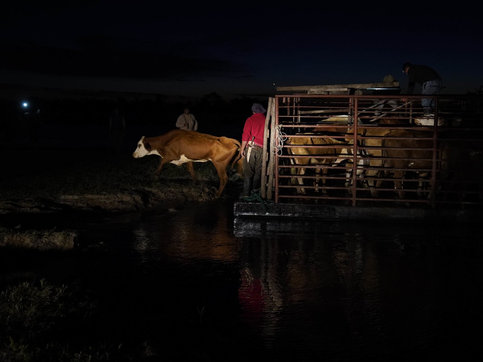 Desesperación de los productores y rescate contra reloj de los animales ante el avance del agua en el Litoral