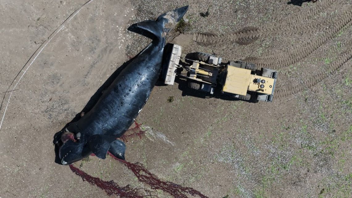 Encontraron cinco ballenas muertas en menos de 48 horas en Puerto Madryn: cómo retiran y entierran los cuerpos