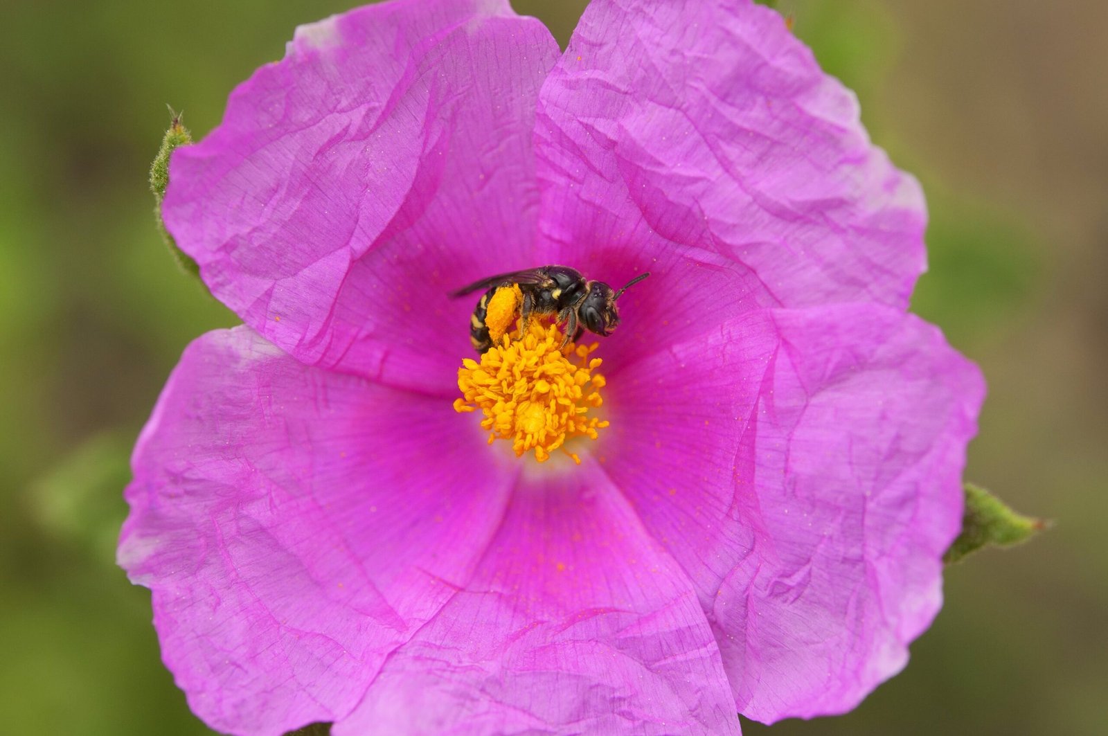Las abejas llevan un siglo desapareciendo de Europa (y Galicia está entre las zonas más afectadas)