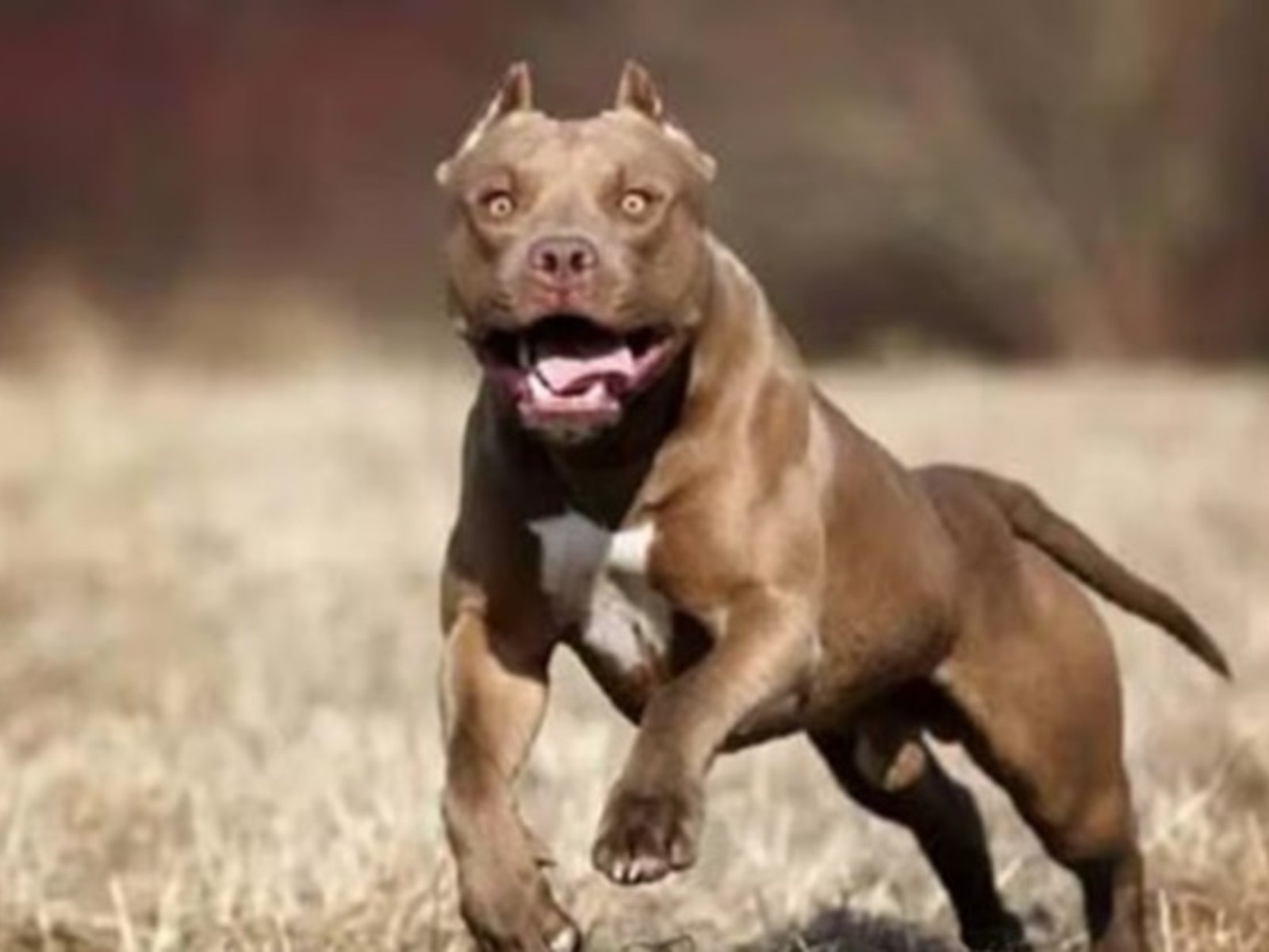 Una nena de 2 años fue atacada por un pitbull en Córdoba: sufrió graves heridas