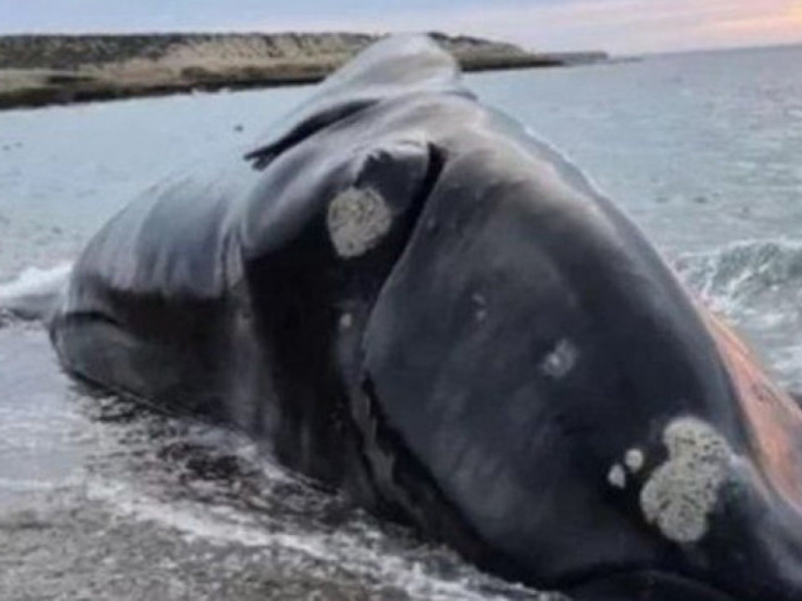 aparecieron cinco ballenas muertas en las últimas 48 horas y podría superarse el récord anual