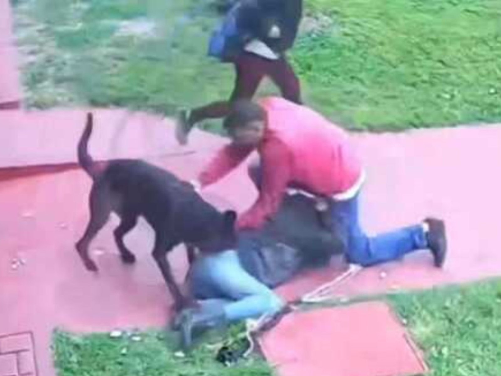el dramático relato de una mujer atacada por un perro en Rosario