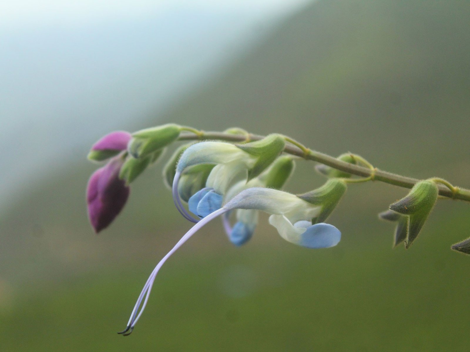 el increíble "homenaje" de unos científicos en Perú por sus flores celestes y blancas